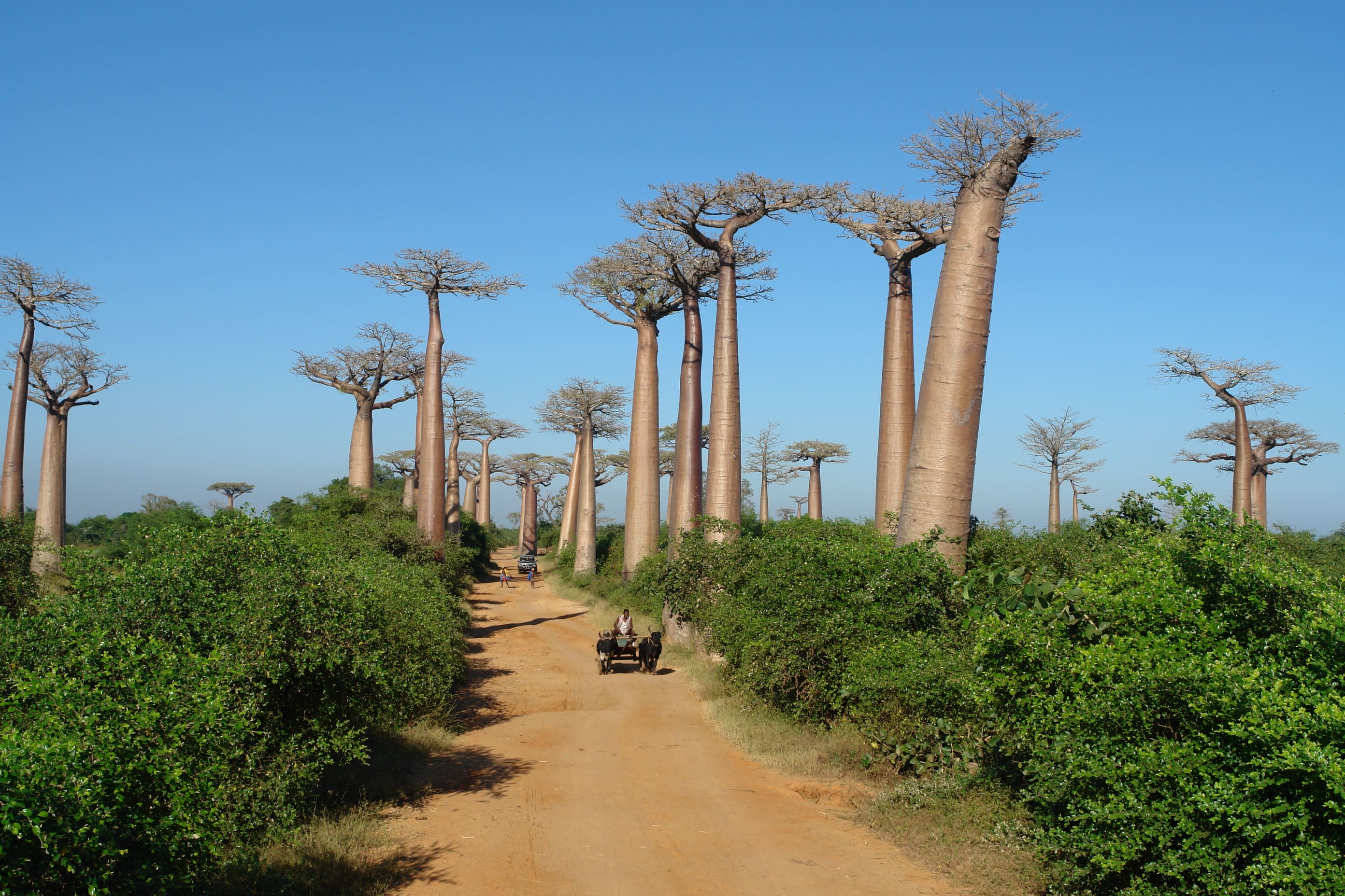Avenue of Baobabs in Madagascar